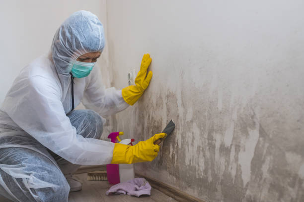 Best Local Mold Removal Service  in Garden City, MO