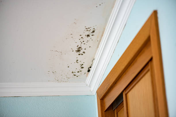Best Fast Mold Removal  in Garden City, MO