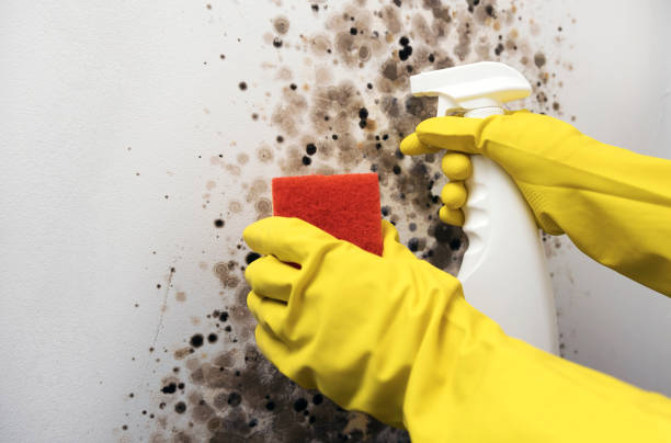 Trusted Garden City, MO Mold Removal Experts