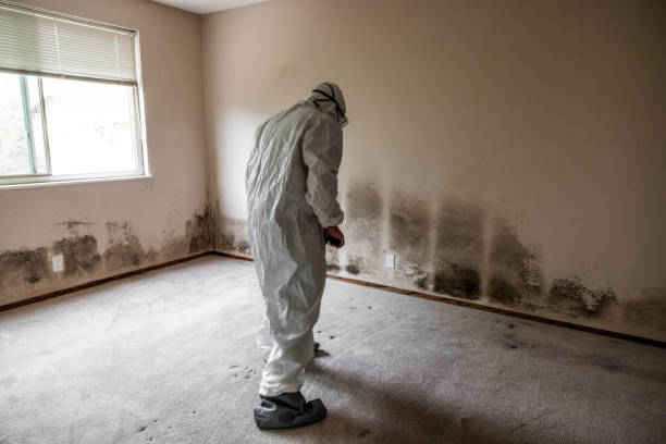 Mold Removal Process in Garden City, MO