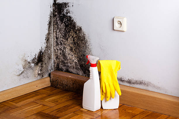 Best Mold Removal Company Near Me  in Garden City, MO