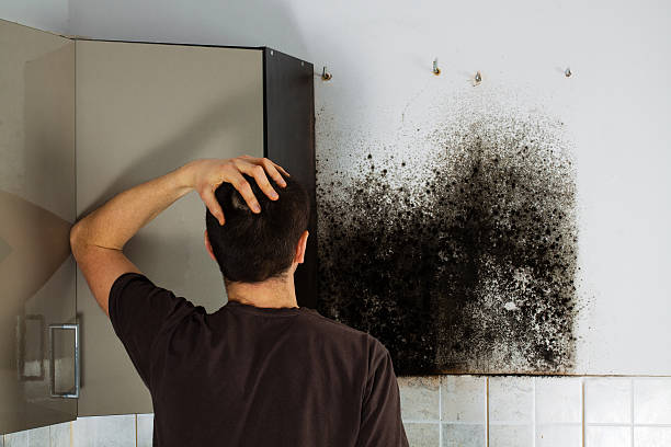 Best Best Mold Removal Companies  in Garden City, MO